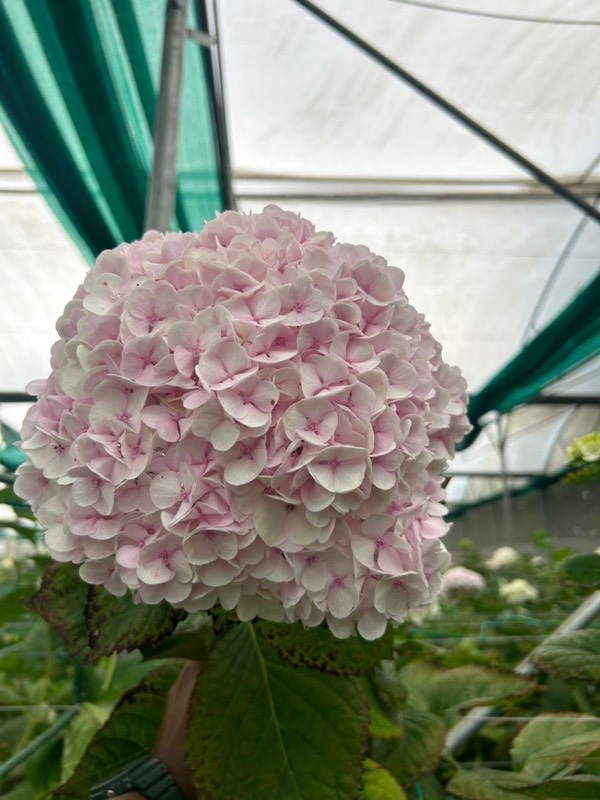 Hydrangea premium variety